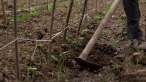 Сбор  урожая и маринования чеснокаАзербайджанская Кухня Деревенская Кухня  Рецепты