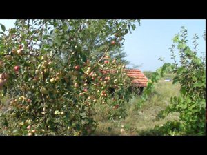 яблоня Соковое