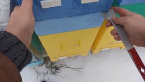 Убираю отводки в зимовник. Пчеловодство!