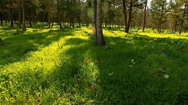 Relaxing Music, Piano Music, Calm Music, Sleep Music, Stress Relief, Meditation Music смотреть онлайн