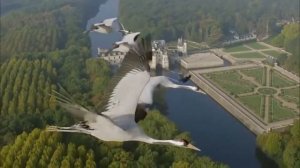 Полет Журавлей Потрясающее Видео Как Птицы Летят на Юг