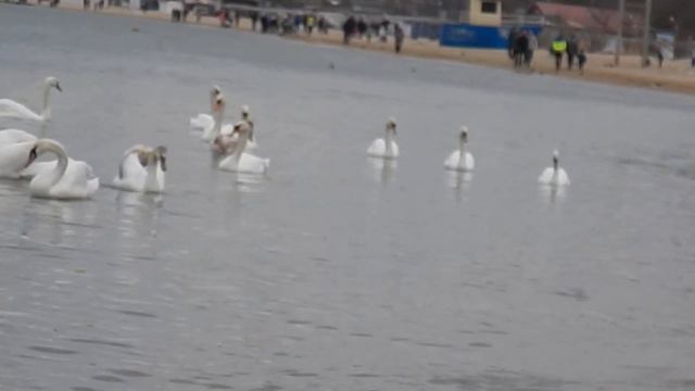 Водоплавающие на морской глади
