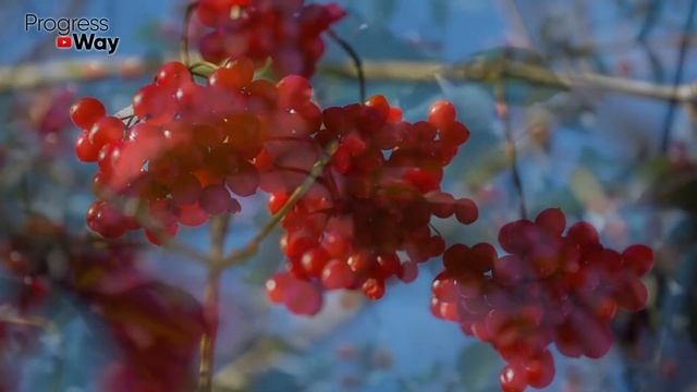 Свекровь Уже 50 Лет Ест Эту Смесь!СОСУДЫ Чистые Как Стёклышко, Здоровье Как В 30! смотреть онлайн