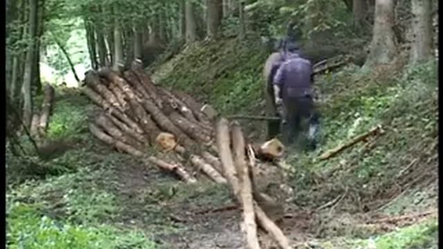 Strong Belgian Draft Horse. Brabançon or Brabant. Бельгийский тяжеловоз в действии смотреть онлайн