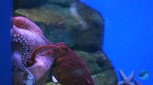 Гигантский осьминог – Энциклопедия Мирового океана