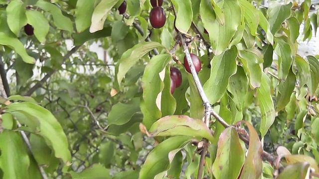 Тест автоматической фокусировки Panasonic HDC-SD60 смотреть онлайн