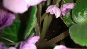 Фиалка Поль Баньян Собственной Персоной