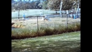 La Brea Tar Pits. 1973.