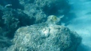 Риф отелей Hawaii Riviera Aqua Park + Hawaii Le Jardin Aqua Resort риф рыбка клоун и ещё +++