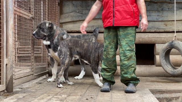 Багама и Мартин(Алабай62/вл.Корлюков А.).БУЛЬДОЗЕРА линия.САО/алабай.FCI+79157787787 Ольга,г.Ковров смотреть онлайн