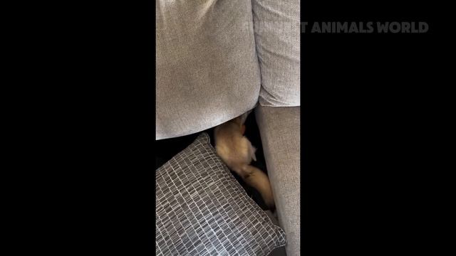 Смешно - Подборка фейлов - животные №1 😁 BEST Funny pets Videos 2024 🥰 #1