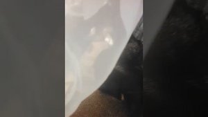 Злая собака чихуахуа!!!😱