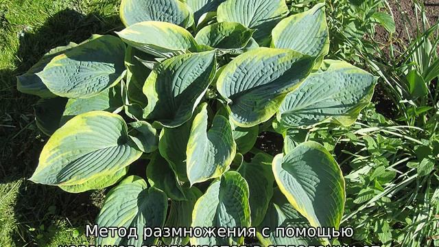 Хоста Фрэнсис Вильямс