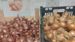 Хранение семейного лука в домашних условиях