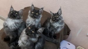 братишки породы мейкунов, 4 месяца