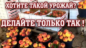 Хотите большой урожай персика?Делайте только так...⧸сорт персика Посол Мира