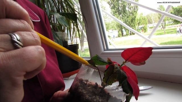 Как ОБРЕЗАТЬ укоренённый ЧЕРЕНОК  ПУАНСЕТТИИ для будущего красивого ЦВЕТЕНИЯ.