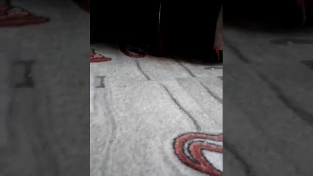 Моя морская свинка Федя и кошка муся!!!(моё первое видео) смотреть онлайн