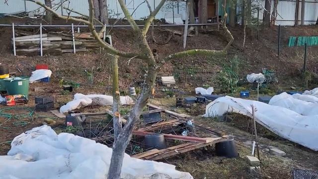 1 апреля. Обработка Хомом . Как не надо укрывать розы ? смотреть онлайн