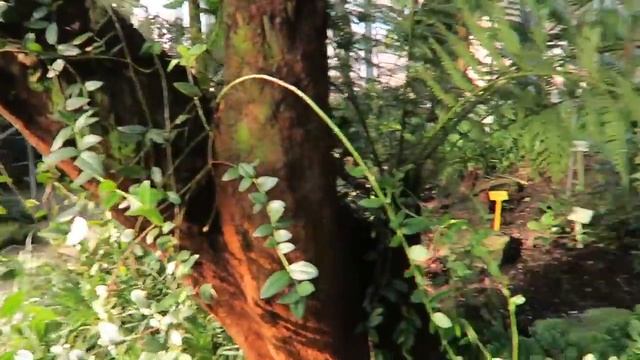 Hamburg Planten un Blomen смотреть онлайн