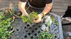 Мята на садовом участке. Посадка, обрезка,уход. Влог.