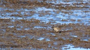 918. Linduška horská, Water Pipit, Bergpieper, Pipit spioncelle, Горный конёк, Siwerniak