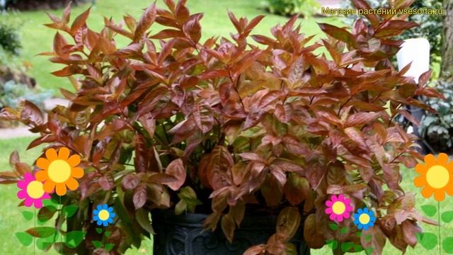 Вейгела цветущая Вингс оф Файер. Краткий обзор, описание характеристик weigela florida Wings of Fir смотреть онлайн