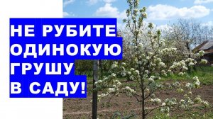 Не рубите, не рубите одинокую грушу в саду!