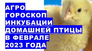 Агрогороскоп инкубации яиц домашней птицы в феврале 2023. Агрогороскоп інкубації яєць в лютому 2023