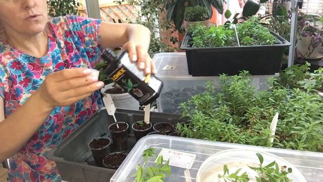 Укореняем калибрахоа с разными укоренителями смотреть онлайн