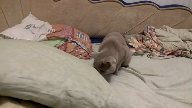 Кошка мышкует смотреть онлайн