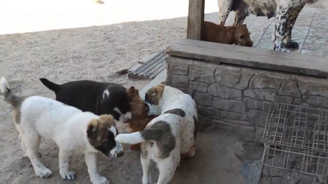 Детский сад с воспитательницей. Алабаи и терьеры. смотреть онлайн