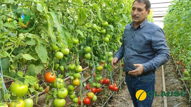 ТОМАТ ДОРОТА F1 - ЛИДЕР ПО УРОЖАЙНОСТИ! смотреть онлайн