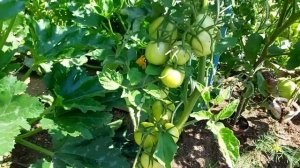 Спасаем  помидоры ?  от дождя, от тумана  и росы.