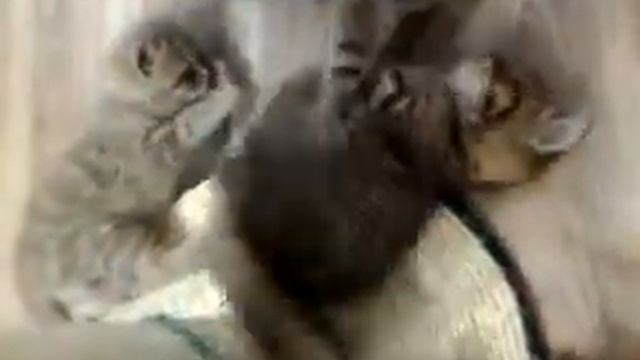 Котята играют смотреть онлайн