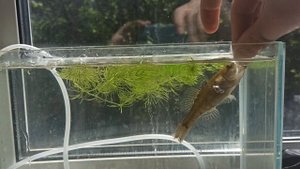 Ротан цапнул за палец! Ручной ротан в аквариуме