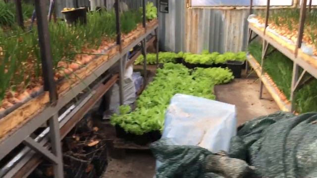 Руккола зимой/ рассадница/ салат в горшочках смотреть онлайн