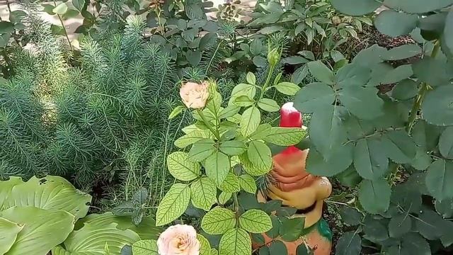 Что такое ХЛОРОЗ? Отчего, почему? КАК лечить и ЧЕМ? смотреть онлайн