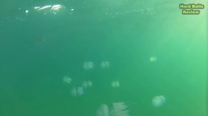 Нашествие Медуз Корнерот | Лазурное Черное Море