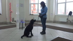 Лилия и лабрадор Цезарь. Занятие по дрессировке (начальное послушание): обучение команде Ко мне.
