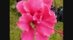 HI000 - Hibiscus - Hibiscus Rosa-Sinensis - Grow Flowers - Start a Hobby