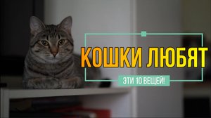? Кошки любят эти 10 вещей!