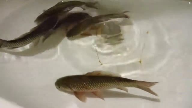 Неодимовый магнит и рыбы смотреть онлайн