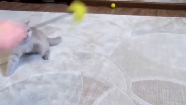 Британский лиловый котенок Aleksis (Алексис). Девочка-лапочка! смотреть онлайн