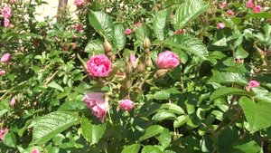 Rosa ´Pink Grootendorst´