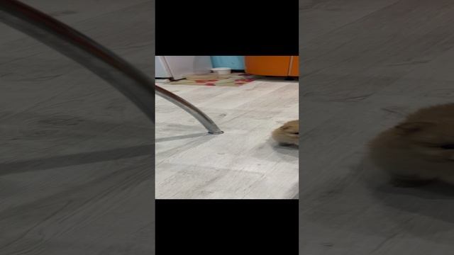 Шпицуля