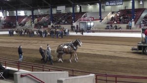 Annual Spring Horse Pull \ лошади тяжеловозы в работе