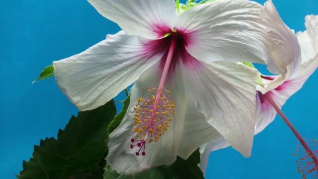 White Hibiscus Flower Blooming HD смотреть онлайн