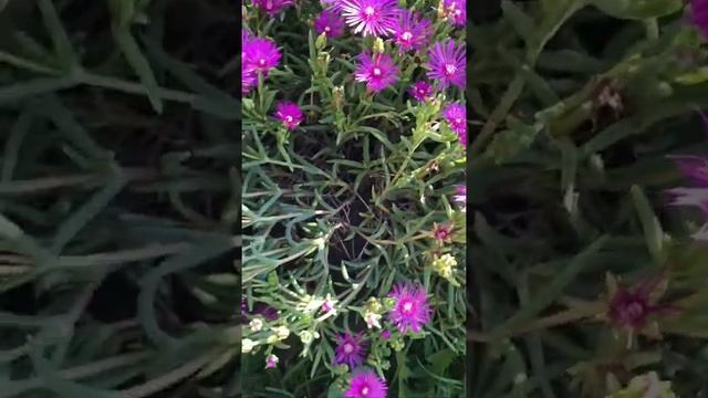 Delosperma cooperi - Ledeni cvet