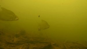 РЫБАЛКА под ВОДОЙ | НА ЧТО МНЕ ЛОВИТЬ?